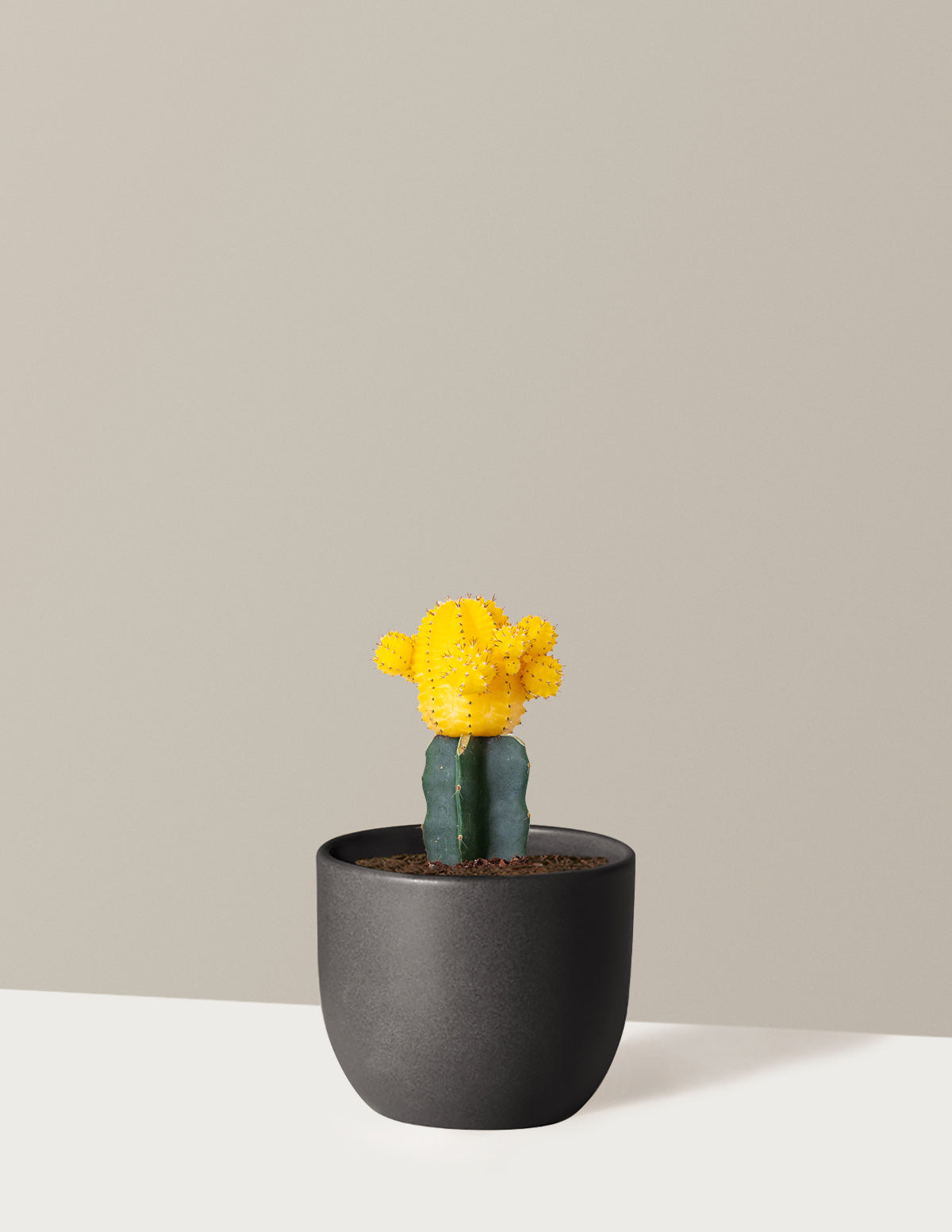 Moon Cactus