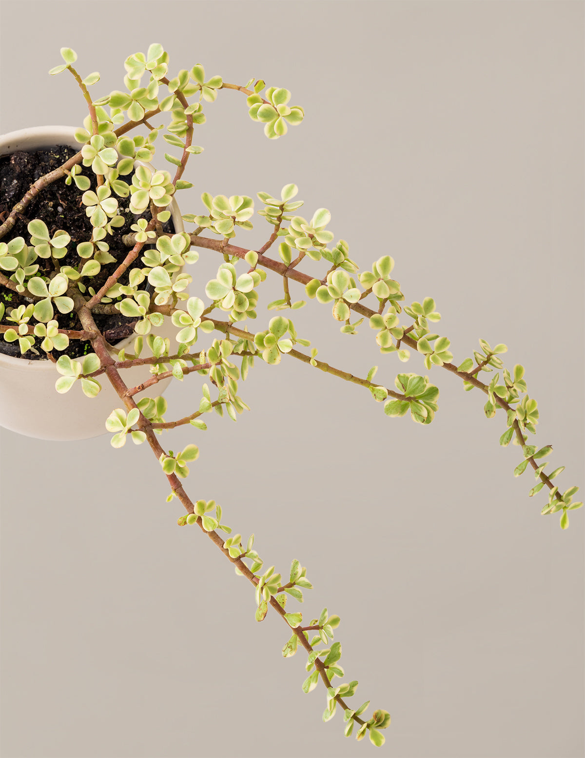Variegated Elephant Bush Prosperity Plant