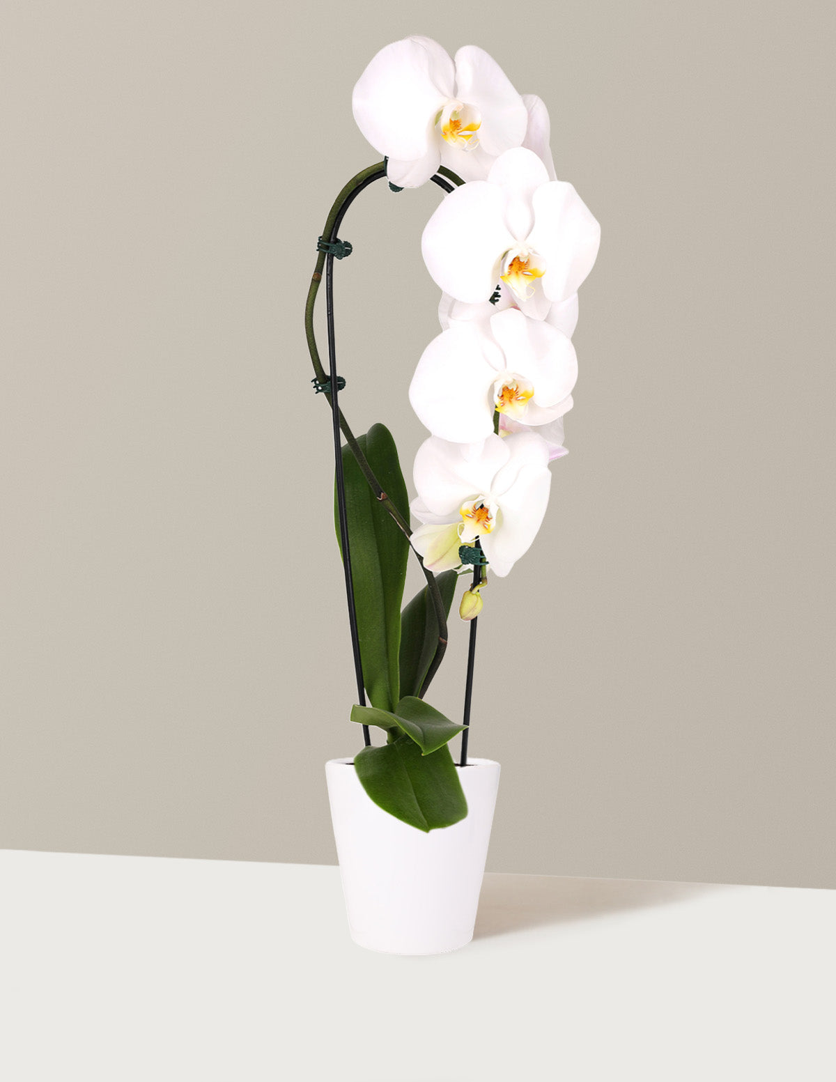 Waterfall Orchid