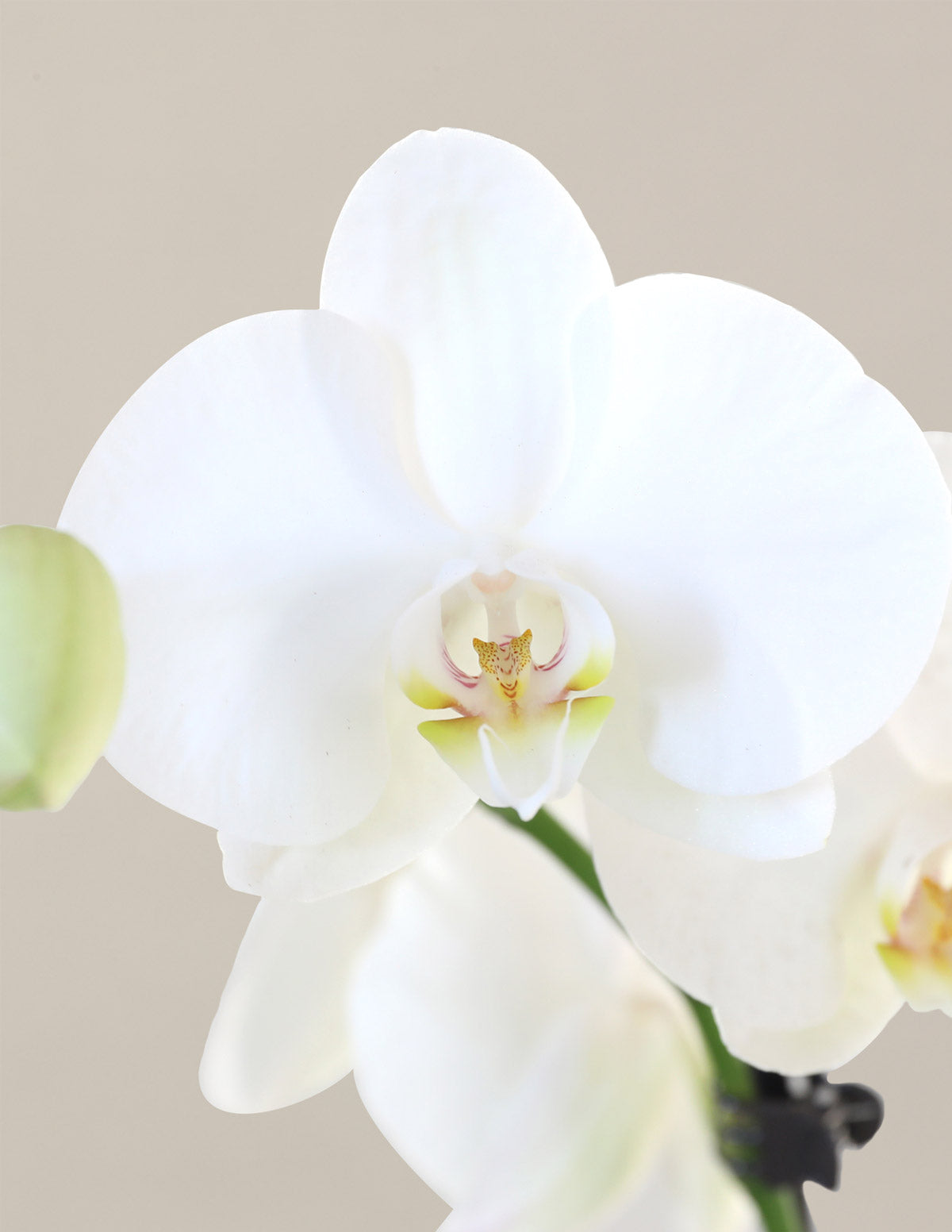 Classic Orchid Party Pack