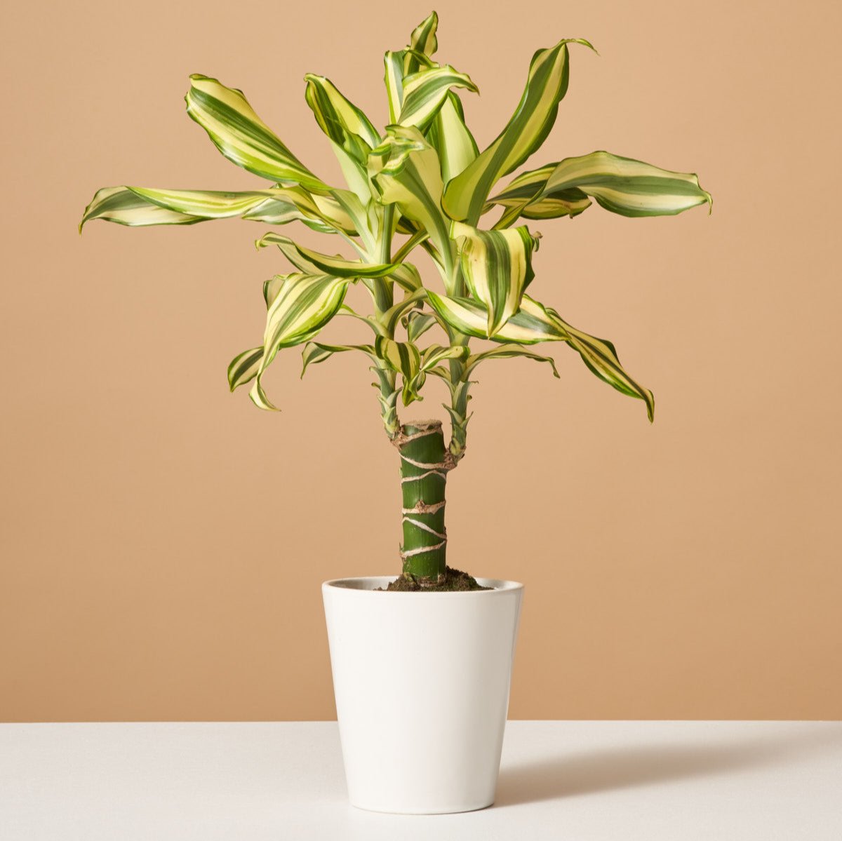 Dracaena Fragrans Sol