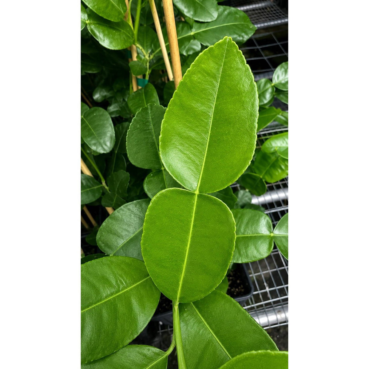 Makrut Lime Tree